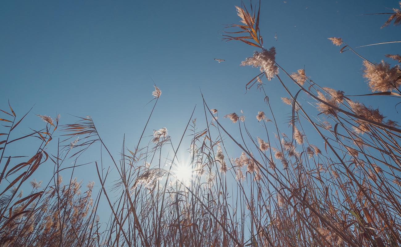 flowers and sky